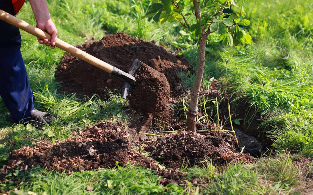 Step by Step Tree Planting Guide - Ridgeview