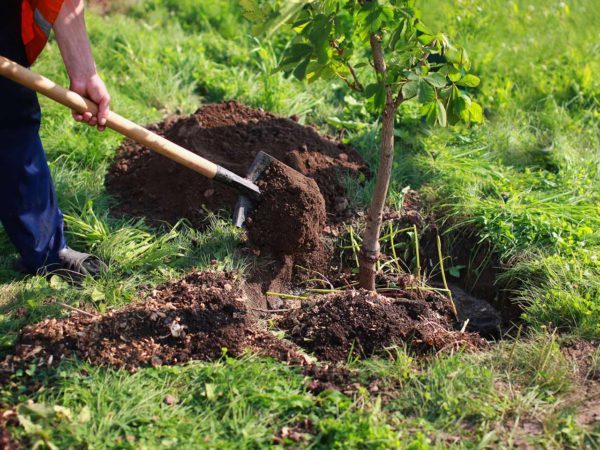 Step by Step Tree Planting Guide