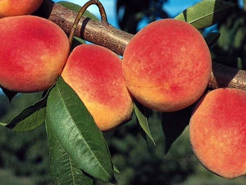 Red Haven Peaches – Why all the hype?