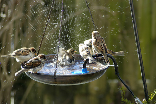 Inviting Birds to your Garden