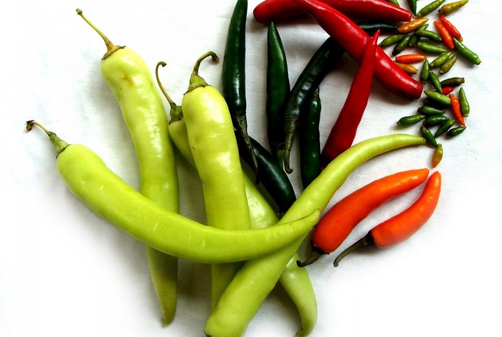 Garden Tip – Preparing Chiles