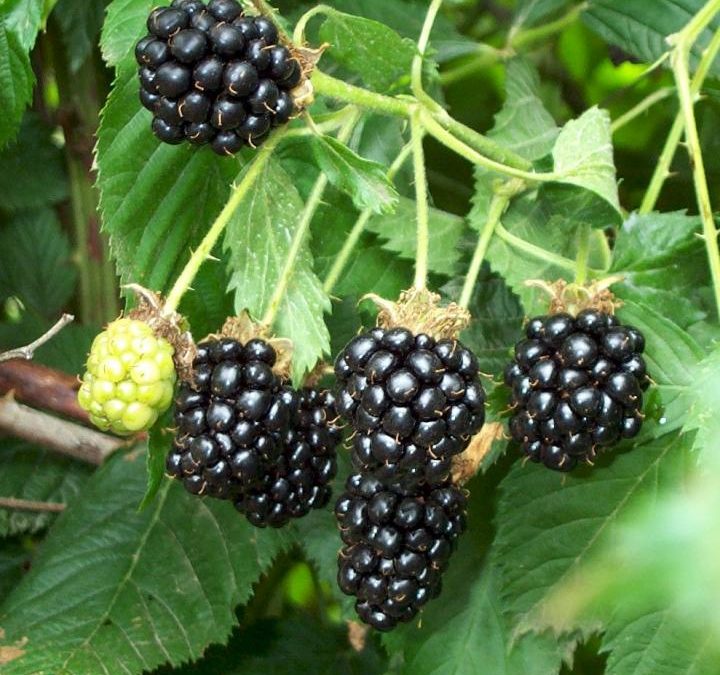 Planting Berries in Containers