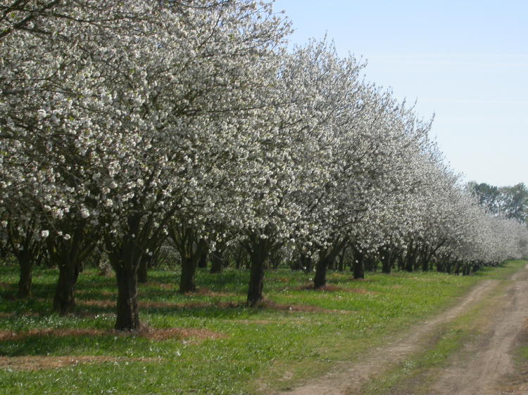 Dwarf Cherry Trees Small In Stature Large In Yield Ridgeview