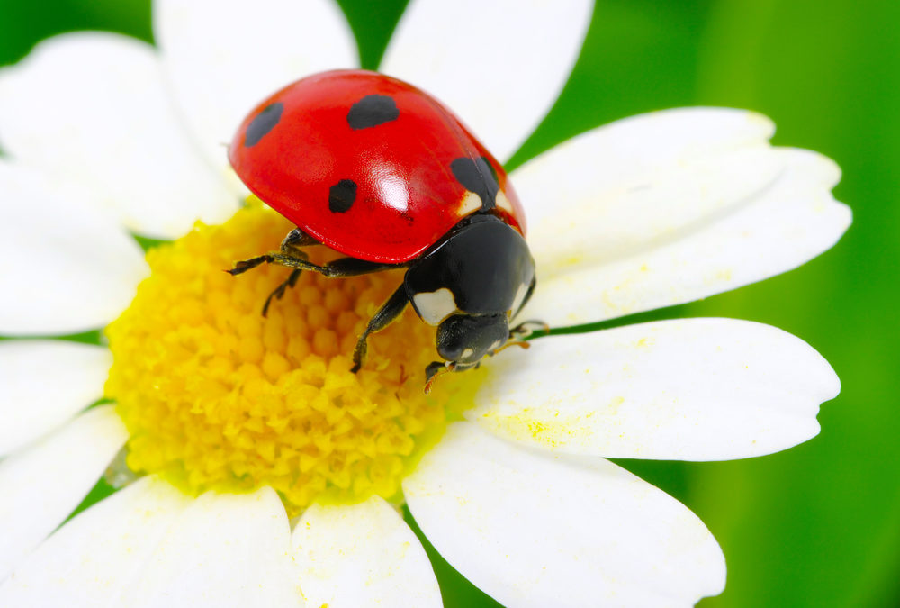 Attracting Beneficial Insects