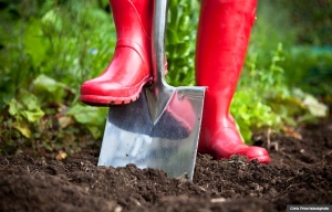 Getting your Garden Ready for Spring