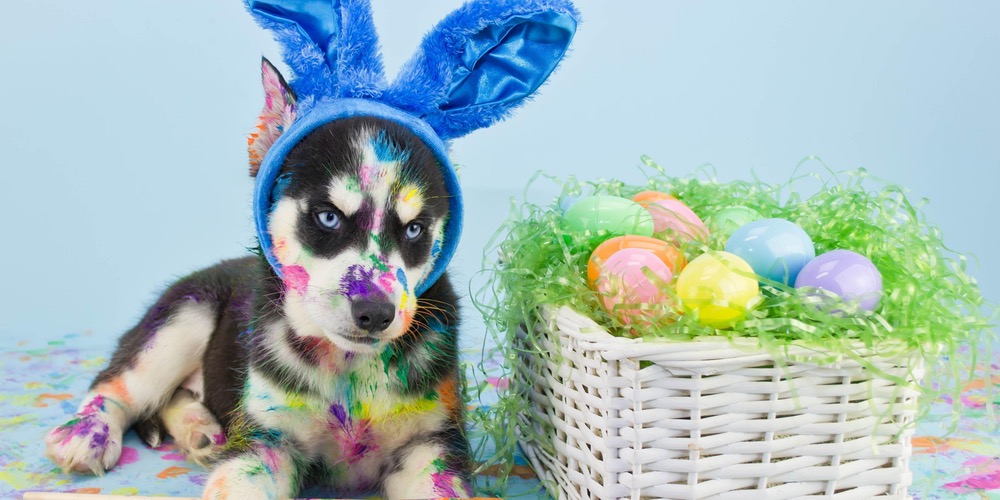 Easter and Your Pets