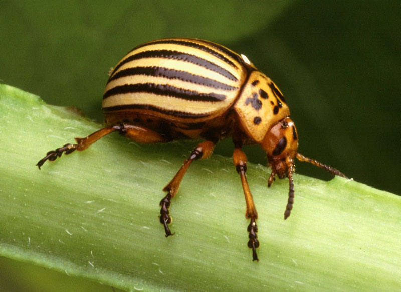 What’s Bugging You? Potato Beetles