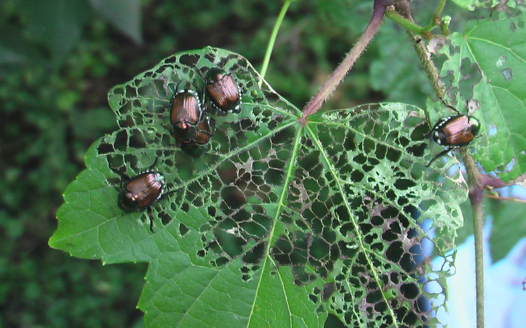 What’s Bugging You? Japanese Beetles