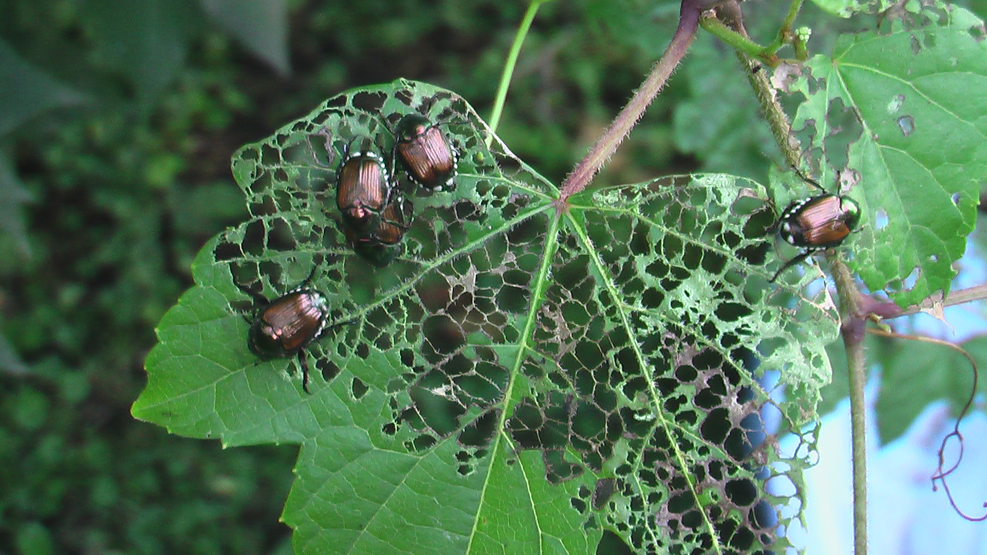 What’s Bugging You? Japanese Beetles