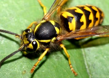 What’s Bugging You? Wasps!