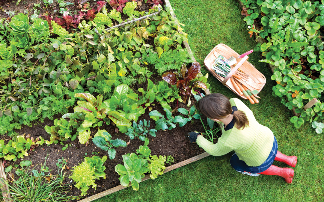 Preparing a Vegetable Garden