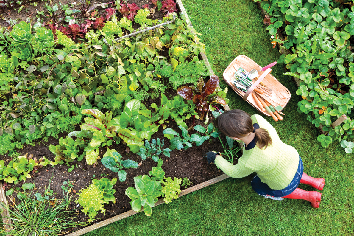 Preparing a Vegetable Garden - Ridgeview