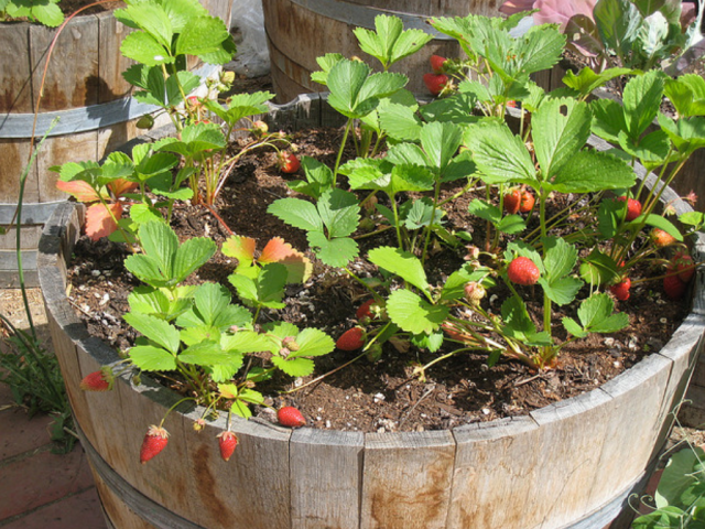 Growing Strawberries in a Pot
