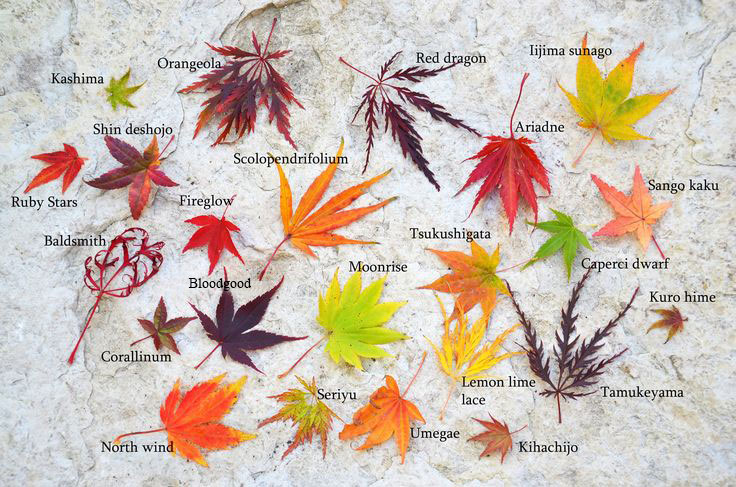 The history of Japanese Maples