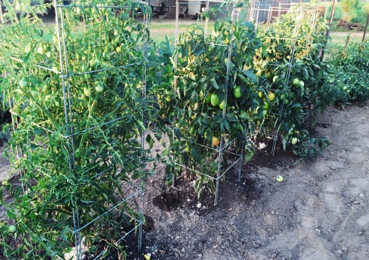 Tomato Cages or Stakes?