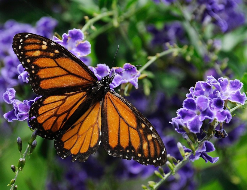 Bringing butterflies to your gardenĀ