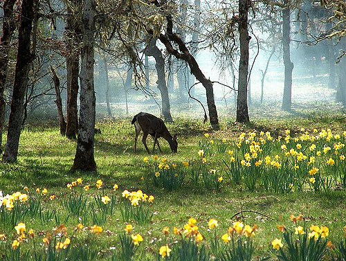 Daffodils & Deer Resistance