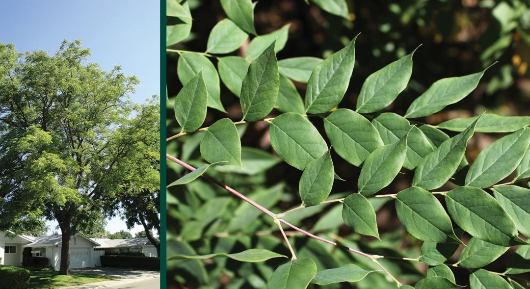 planting-native-species-trees-ridgeview