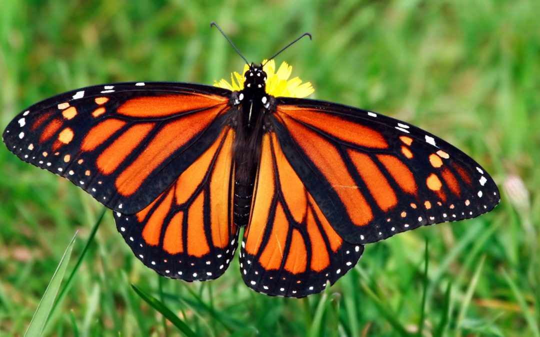 Butterfly vs Moth – The Showdown