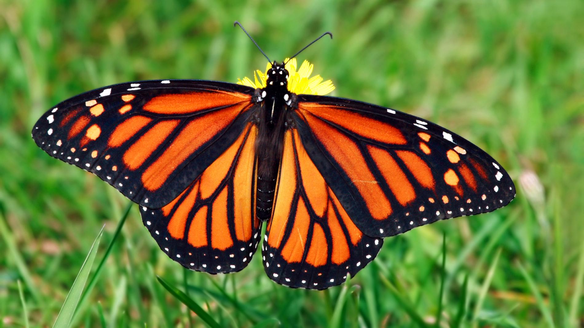 Butterfly vs Moth – The Showdown
