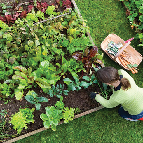 How to plant a Good Vegetable Garden