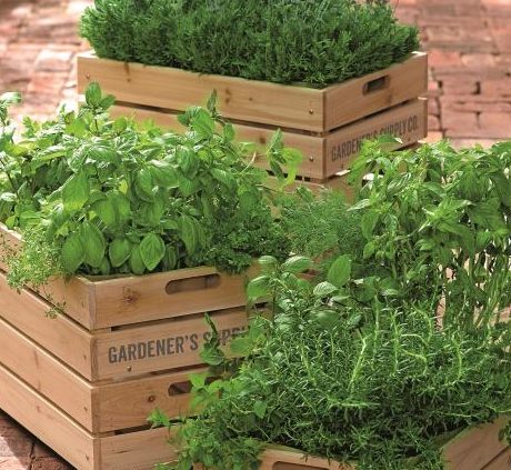 Herb Gardening for Beginners!
