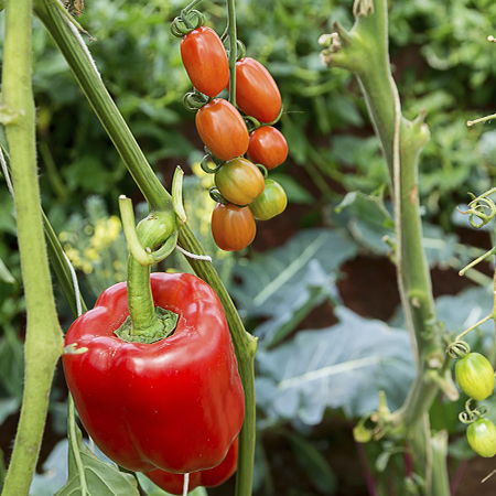 The importance of Calcium for Tomatoes & Peppers