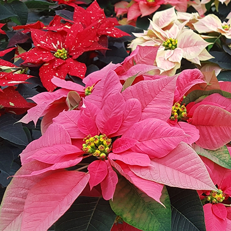 Christmas Flora Steeped in Tradition