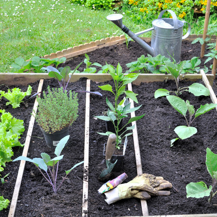 Starting a Vegetable Garden