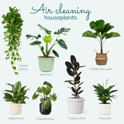 House Plants for Health