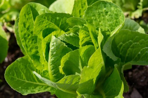 Lettuce