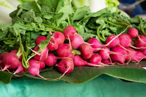 Radish