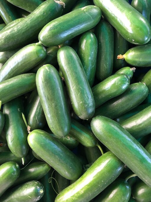 Zucchini
