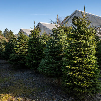 Christmas Trees 