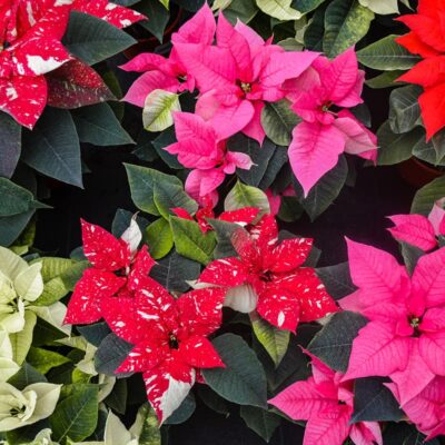 Poinsettias